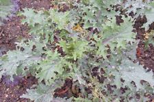 Kale early curled for sale  Lindstrom