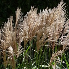 Miskant chiński 'Maleparthus' P9/C1 na sprzedaż  PL