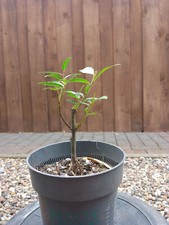 Pre bonsai silberweide gebraucht kaufen  Mölln