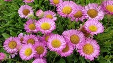 Erigeron pink jewel for sale  WELSHPOOL