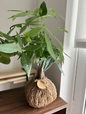 Pachira aquatica kokedama for sale  Miami
