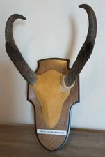 Vintage 1985 pronghorn for sale  Canby