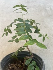 Jujube tree lang for sale  El Monte