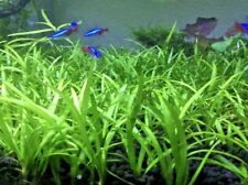 15x dwarf sagittaria for sale  Garland