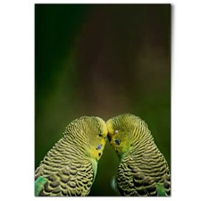 Green yellow budgie for sale  SELBY