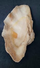 coquillage benitier d'occasion  Dieppe