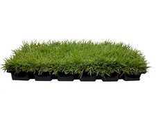 Zoysia sod plugs for sale  Brentwood