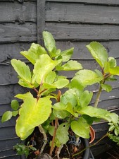 Wonder podophyllum pinetum for sale  MILTON KEYNES