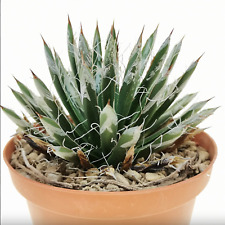 Agave toumeyana var. for sale  Tucson