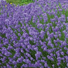 Lavender hidcote blue for sale  LLANDYSUL