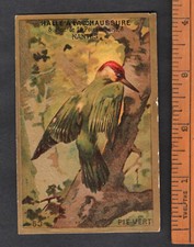 Green woodpecker bird for sale  BRIDPORT