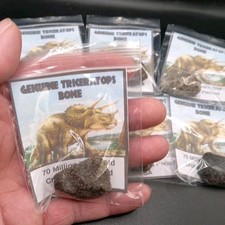 Fossil triceratops dinosaur for sale  WREXHAM