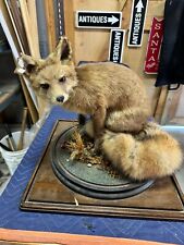 Red fox taxidermy for sale  Poughkeepsie