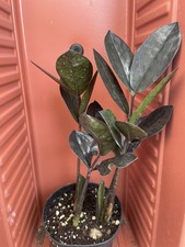 Zamioculcas zamiifolia oscura for sale  Gilroy