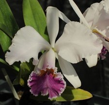 Orchids laelia cattleya for sale  Walnut