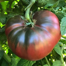 Tomato purple cherokee for sale  KEIGHLEY