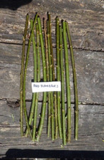 Flanders red willow for sale  HEYWOOD