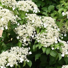 Climbing hydrangea for sale  PETERBOROUGH