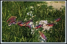 Postcard fish scene for sale  Pepperell