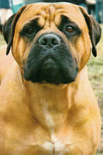 Bullmastiff bull mastiff gebraucht kaufen  Parkstein