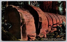 Postcard sawing fallen for sale  Saco