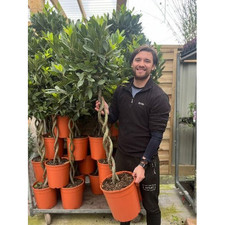 Bay tree plant for sale  LEICESTER