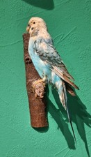 Blauer wellensittich präparat gebraucht kaufen  Unna