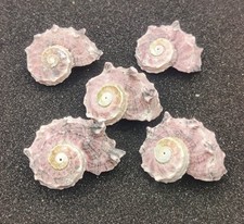 Delphinium shells hermit for sale  REDRUTH