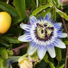 Lot graines passiflore d'occasion  Chazelles