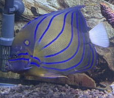 Wysiwyg blue ringed for sale  Lumberton