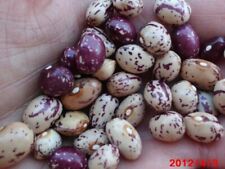 Cranberry bean french for sale  Canton