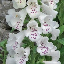 Flower foxglove digitalis for sale  WREXHAM