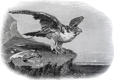 Animals fur falcon d'occasion  Expédié en Belgium