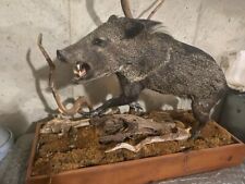 Javelina wild boar for sale  Gainesville