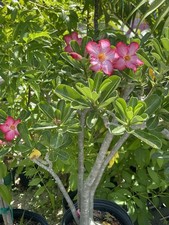 Adenium obesum desert for sale  Hollywood