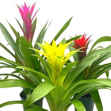 Colorful bromeliad assortment for sale  Apopka