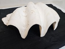 Usado, Grande 10 libras concha de amêijoa gigante oceânica genuína real Tridacna Gigas 15” X 9” comprar usado  Enviando para Brazil