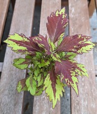 Coleus flamethrower sriracha for sale  MANCHESTER