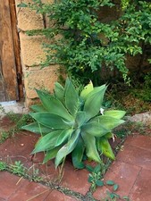 agave attenuata variegata usato agave attenuata variegata usato Crotone