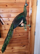 Museum quality green for sale  East Wakefield