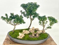 Japanese dwarf pagoda for sale  Patchogue