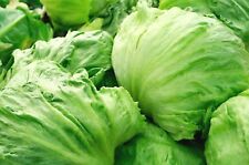 Iceberg lettuce head for sale  Deltona