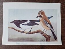 Vintage magpie jay for sale  DERBY