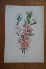 Alfred riocreux grande d'occasion  Périgueux