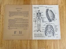 Jepson Anatomical Atlas Vintage Anatomy Book A4 1948 comprar usado  Enviando para Brazil