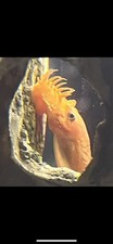 Super red bristlenose d'occasion  Expédié en Belgium