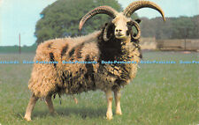 R484026 glos jacob for sale  WARLINGHAM