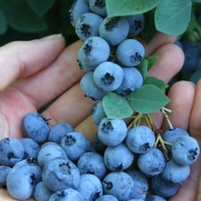 2.5 qt. blue for sale  USA