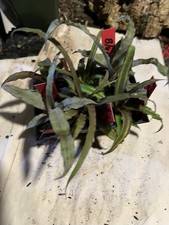 Bromeliad cryptanthus half for sale  Bogue Chitto
