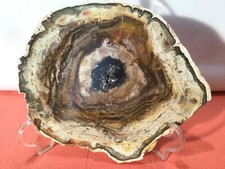 Tranche bois fossile d'occasion  Garéoult